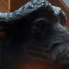 Imposing stuffed head of a Cape buffalo bull