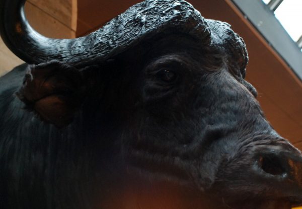 Imposing stuffed head of a Cape buffalo bull