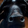 Imposing stuffed head of a Cape buffalo bull