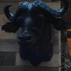 Imposing stuffed head of a Cape buffalo bull