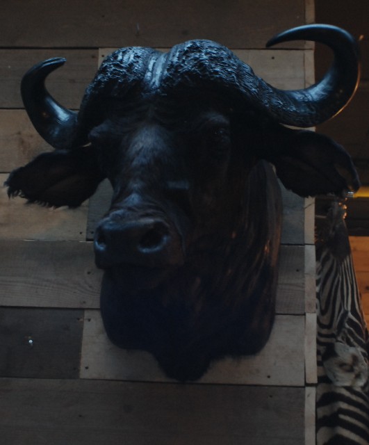 Imposante opgezette kop van een Kaapse buffel stier