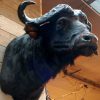 Imposing stuffed head of a Cape buffalo bull