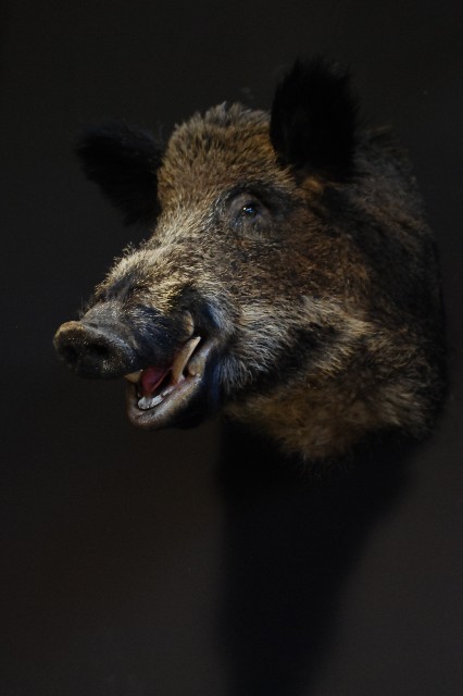 Stuffed head of a large wild boar