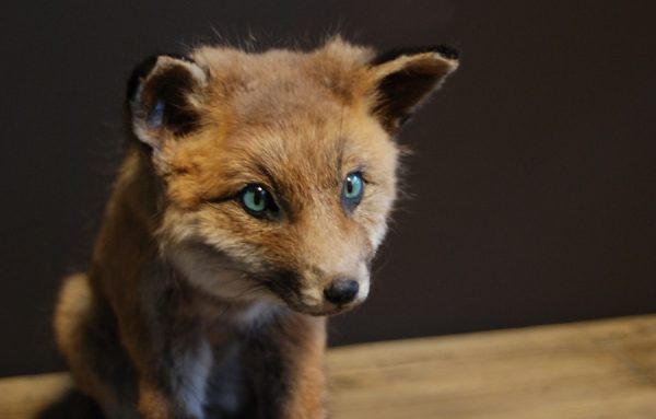 Mounted young fox