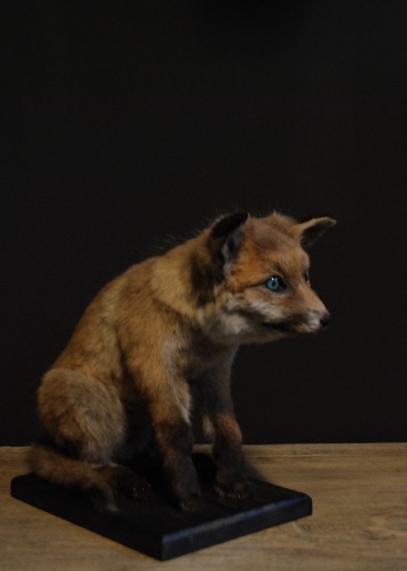 Mounted young fox