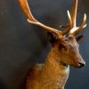 Recently stuffed head of a black fallow deer