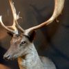 Recently stuffed head of a black fallow deer