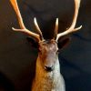 Recently stuffed head of a black fallow deer