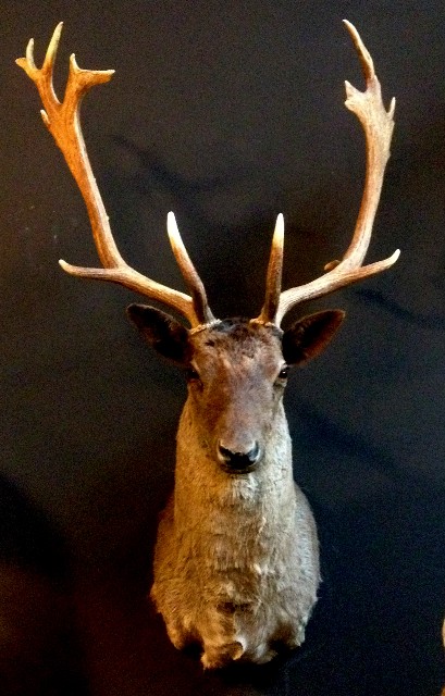 Recently stuffed head of a black fallow deer