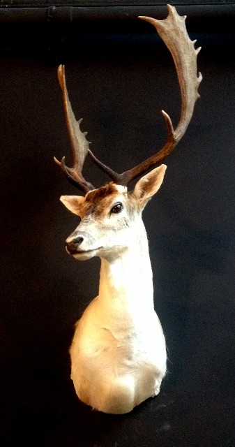Recently stuffed head of a fallow deer.