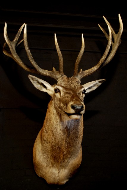 Very impressive head of a big red stag