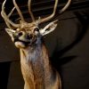 Very impressive head of a big red stag