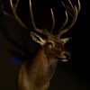 Very impressive head of a big red stag