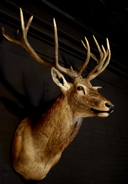 Very impressive head of a big red stag