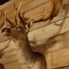 Beautiful stuffed head of a fallow deer