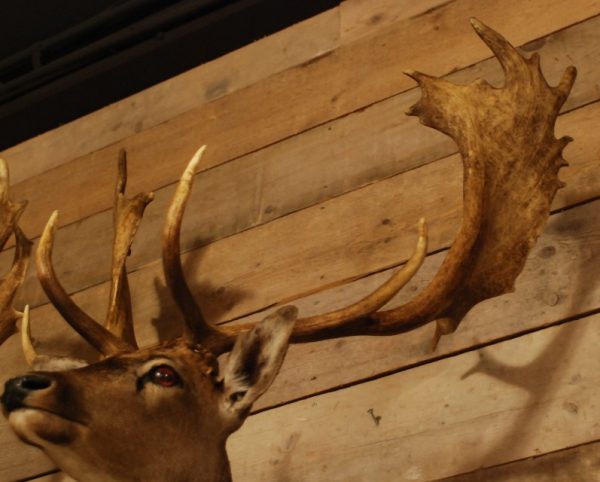 Beautiful stuffed head of a fallow deer