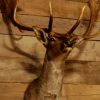 Beautiful stuffed head of a fallow deer