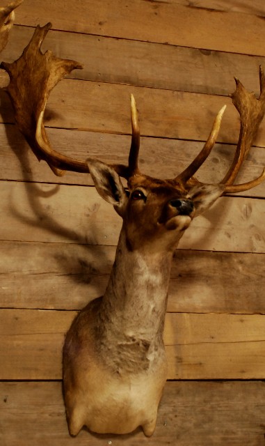 Beautiful stuffed head of a fallow deer