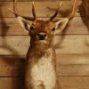 Beautiful stuffed head of a fallow deer.