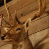 Beautiful stuffed head of a fallow deer.