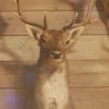 Beautiful stuffed head of a fallow deer.