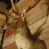 Beautiful stuffed head of a fallow deer.