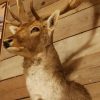 Beautiful stuffed head of a fallow deer.