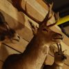 Beautiful stuffed head of a fallow deer