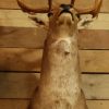 Beautiful stuffed head of a fallow deer