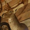 Beautiful stuffed head of a fallow deer