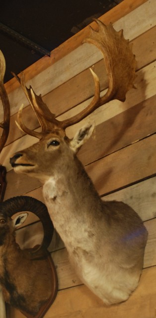 Beautiful stuffed head of a fallow deer