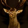 Beautiful stuffed head of a red stag.