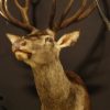 Beautiful stuffed head of a red stag.