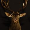 Beautiful stuffed head of a red stag.