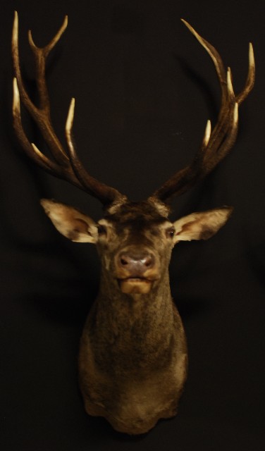 Beautiful stuffed head of a red stag.