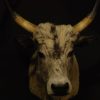 Beautiful stuffed head of a Hungarian steppe bull
