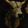 Beautiful stuffed head of a Hungarian steppe bull