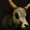 Beautiful stuffed head of a Hungarian steppe bull.