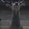 Beautiful stuffed head of a red stag