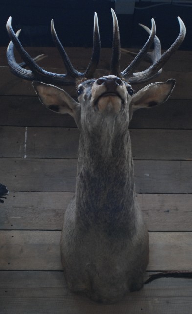 Beautiful stuffed head of a red stag