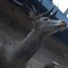 Beautiful stuffed head of a red stag