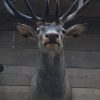 Beautiful stuffed head of a red stag