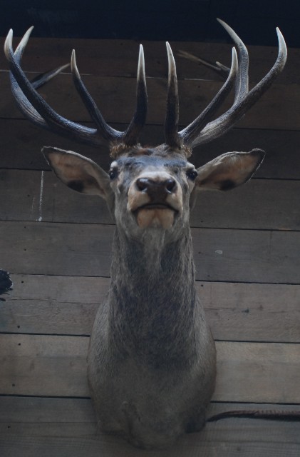 Beautiful stuffed head of a red stag