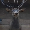 Beautiful stuffed head of a red stag