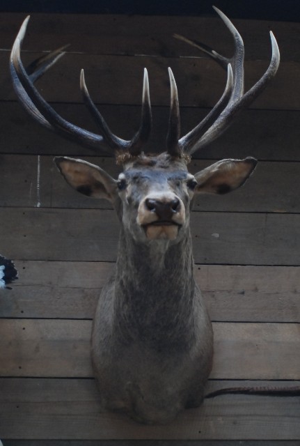 Beautiful stuffed head of a red stag