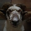Stuffed head of an old big ram