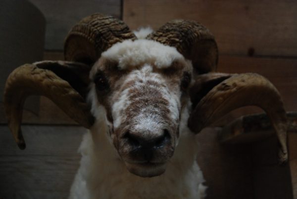 Stuffed head of an old big ram