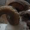 Stuffed head of an old big ram