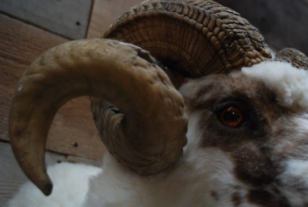 Stuffed head of an old big ram