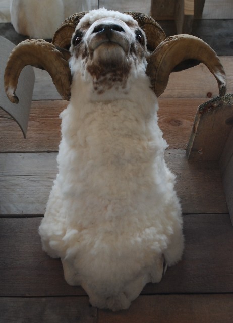 Stuffed head of an old big ram